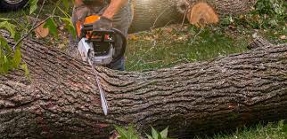 Best Lawn Disease Treatment  in Oak Grove, TN