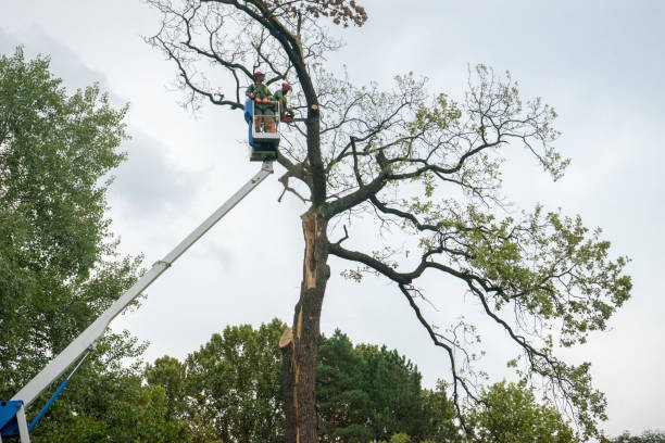 Best Tree Preservation Services  in Oak Grove, TN