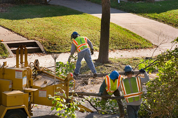 Lawn Renovation and Restoration in Oak Grove, TN