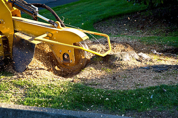 Best Leaf Removal  in Oak Grove, TN