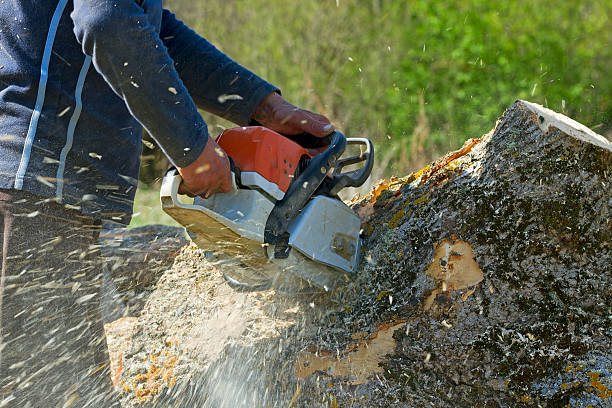 Best Firewood Processing and Delivery  in Oak Grove, TN
