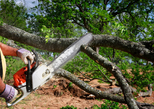 Best Pest Control for Lawns  in Oak Grove, TN