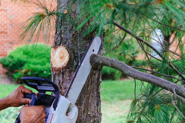 Best Hedge Trimming  in Oak Grove, TN